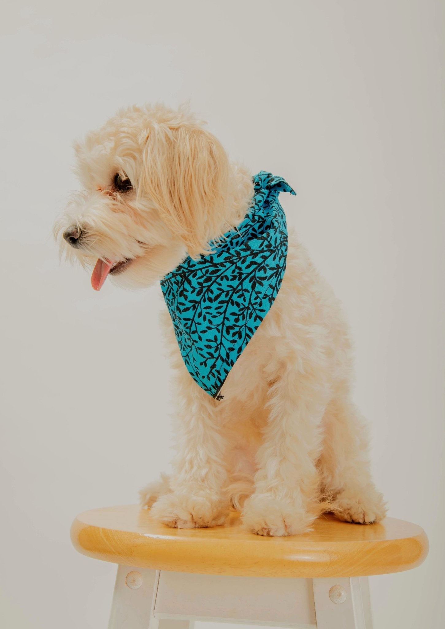 Entog - African Print Dog Bandana - Zee Store