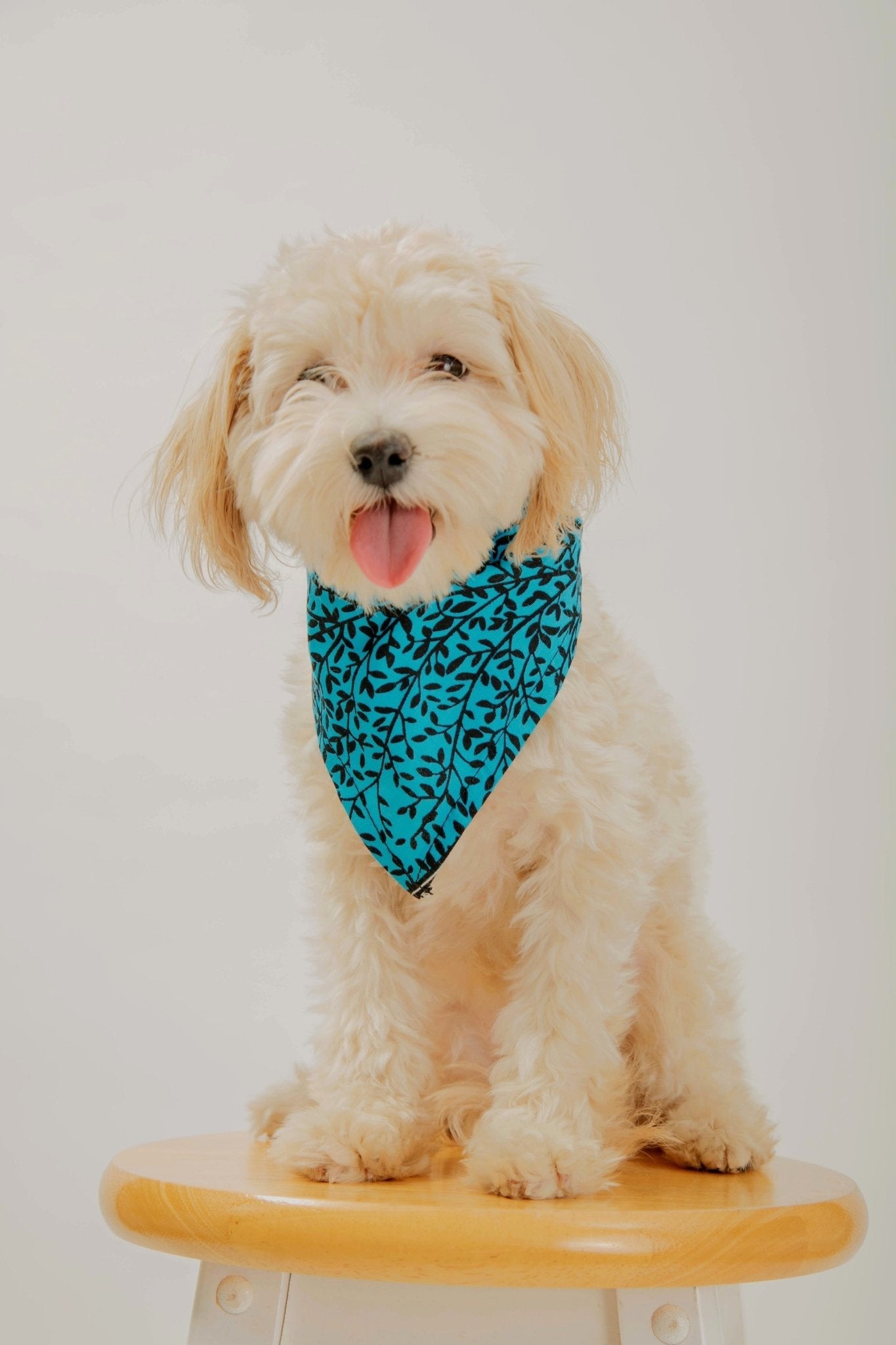 Entog - African Print Dog Bandana - Zee Store