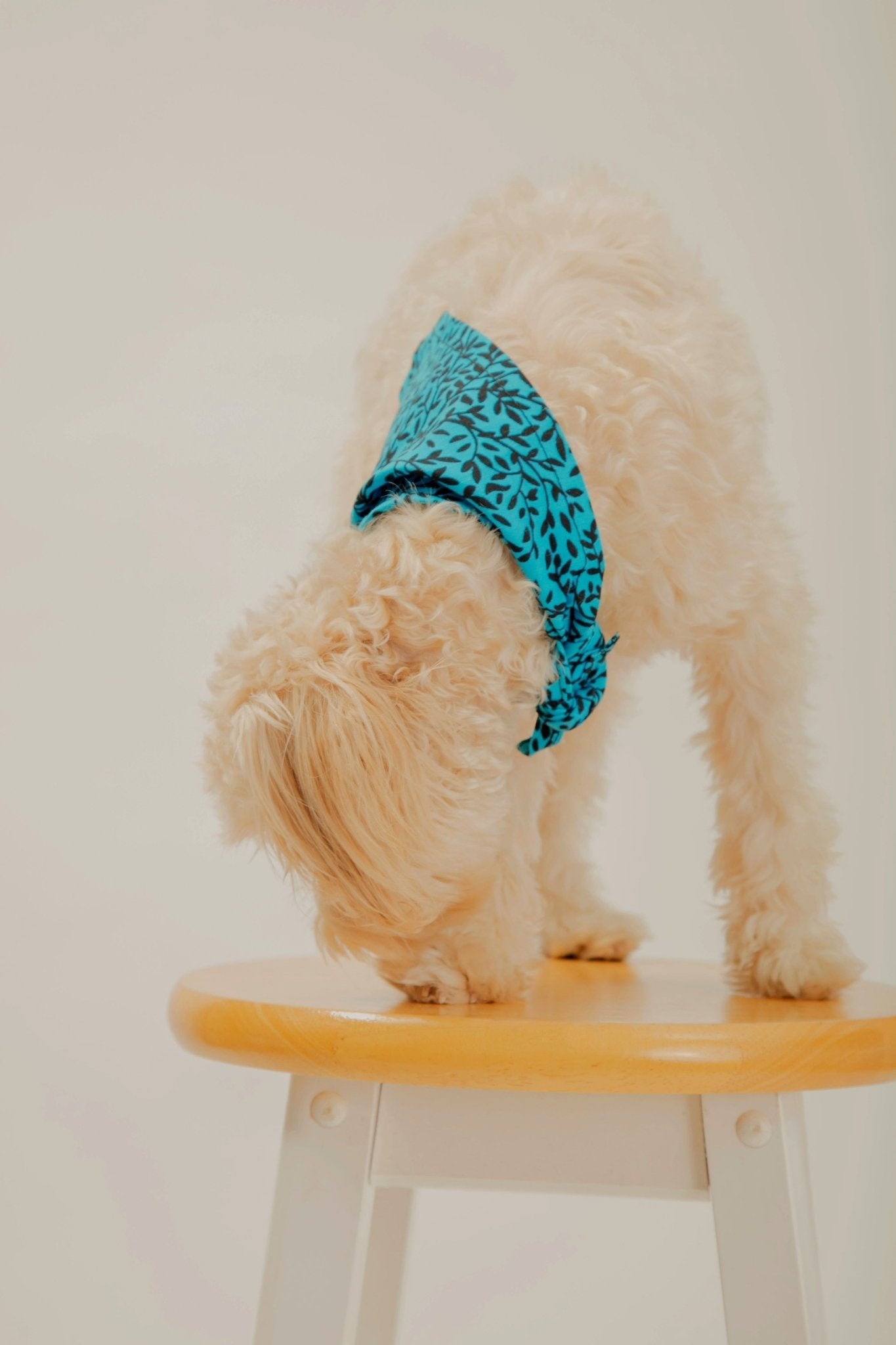 Entog - African Print Dog Bandana - Zee Store