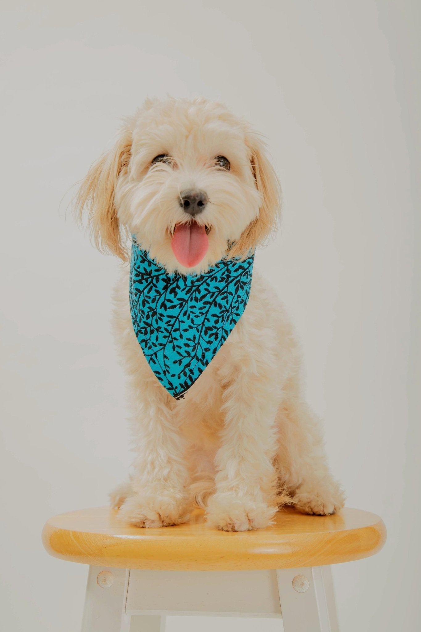 Entog - African Print Dog Bandana - Zee Store